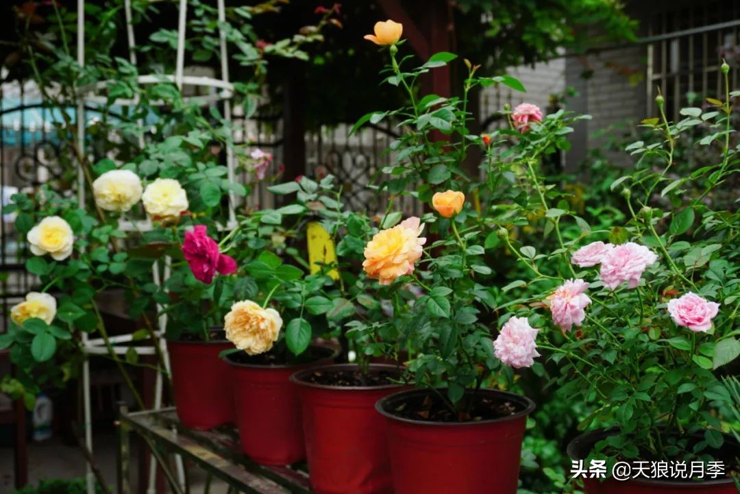 不用再羡慕别人家的院子,庭院养护全攻略