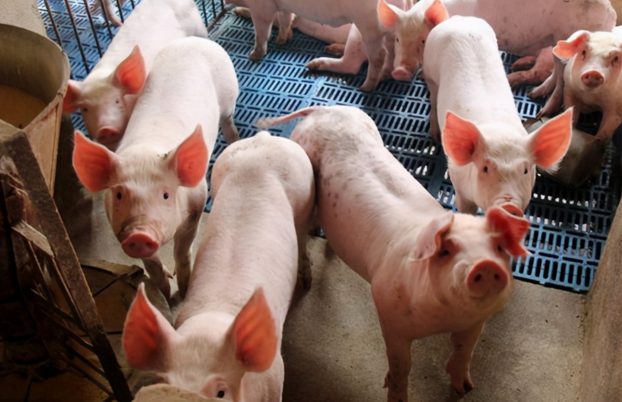 僵猪怎么治疗和管理,僵猪病猪处理方法