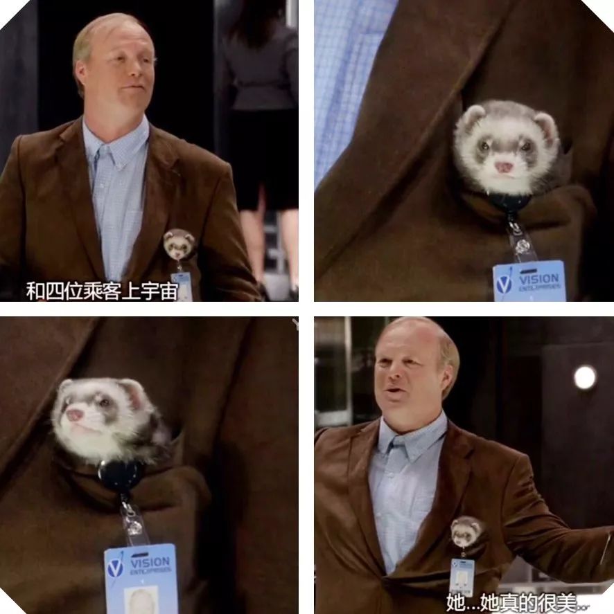 安格鲁貂和玛雪儿貂哪个性格好,可爱安格鲁貂