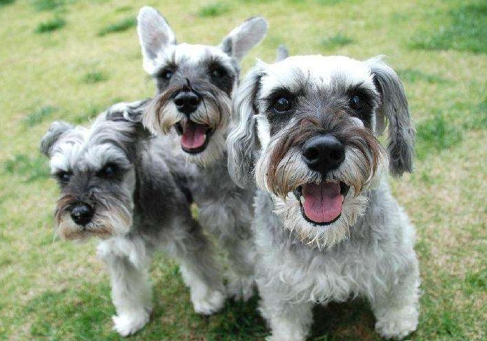 雪纳瑞不吃不喝状态很好,雪纳瑞不吃狗粮是怎么回事