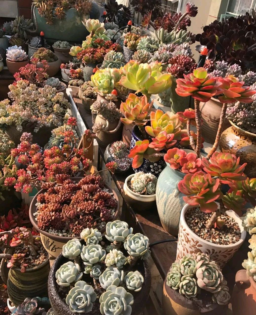 这“38种花”，当你开始收集品种时，你已入坑颇深