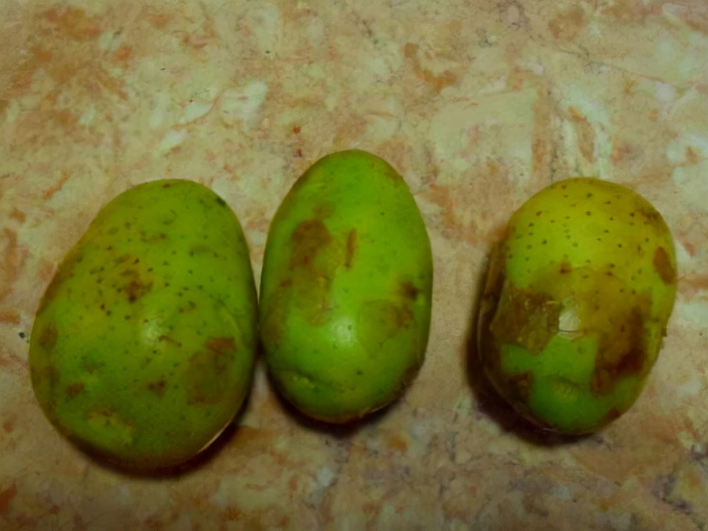 土豆放的时间长了变绿了还能吃吗,土豆放了十多天发绿还能吃吗