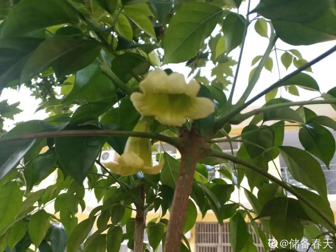 教你如何避开假货买到真品,一张图告诉你怎样分辨假货