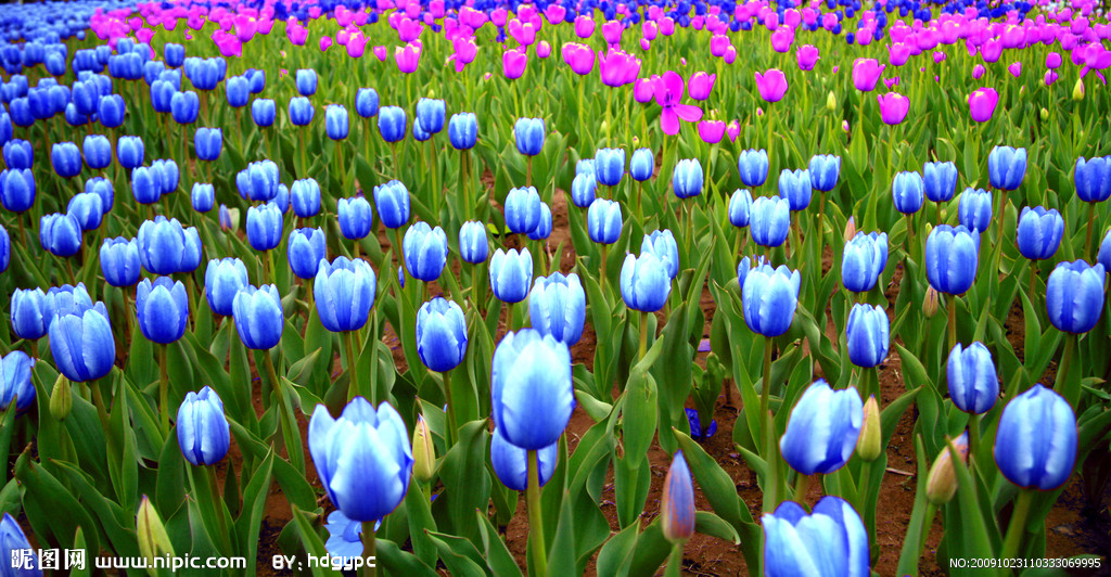 钃濈传鑹茬殑鑺辨湁鍑犵,10绉嶈秴缇庣殑娴呯传鑹茶姳