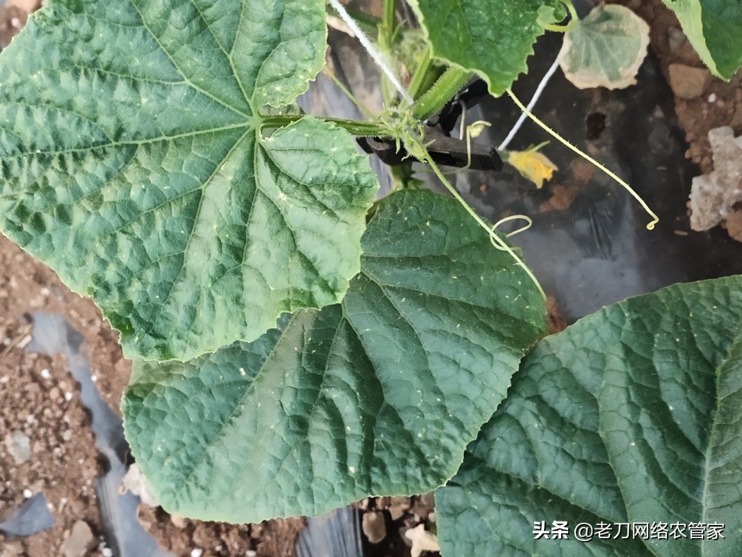 黄瓜叶子上小黄点是什么病,黄瓜叶面上有小黄点是怎么回事