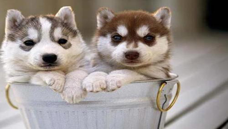 挑选哈士奇性格,挑选哈士奇幼犬技巧