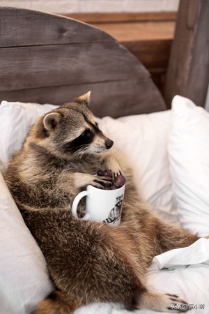 家里养一只浣熊是什么感觉,家里养小浣熊是种什么体验