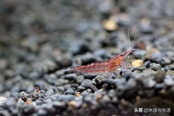 樱花虾极火虾这类观赏虾能长多大,观赏樱花虾极火虾