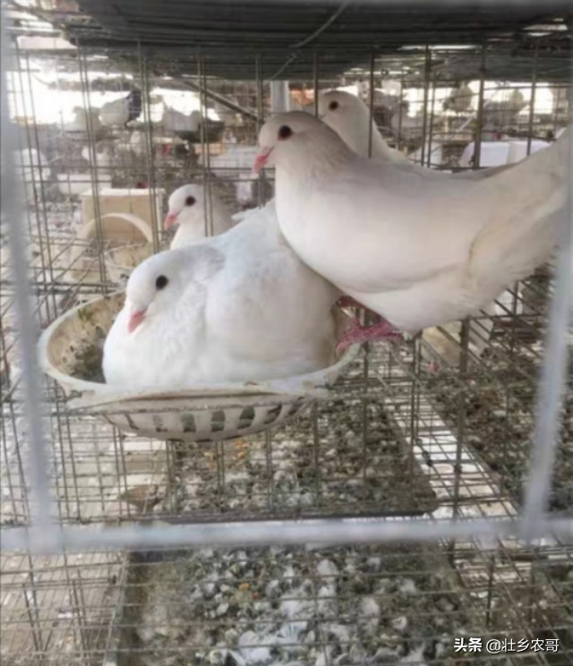 鸽子嗉囊炎可以喂玉米吗,鸽子嗉囊炎预防用什么药