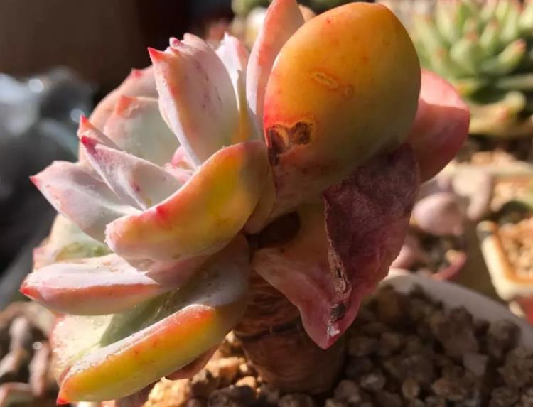 网购多肉老桩心欢喜，上盆时却犯了愁，应该怎么操作？