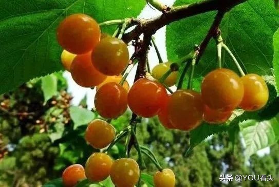 成都市恩桃儿,恩桃成都