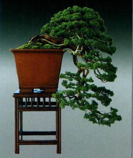 玩盆景看懂这8幅图,迎客松盆景和悬崖盆景哪个好看