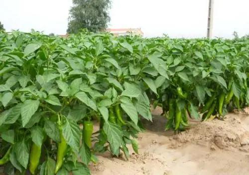 辣椒品种哪一种高产啊,辣椒在家怎么管理种植才能高产