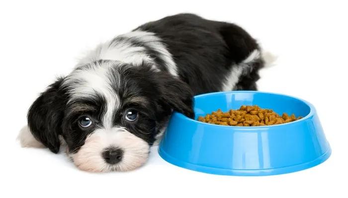 狗狗食欲不振不爱喝水,狗狗换牙期间不爱吃饭怎么办