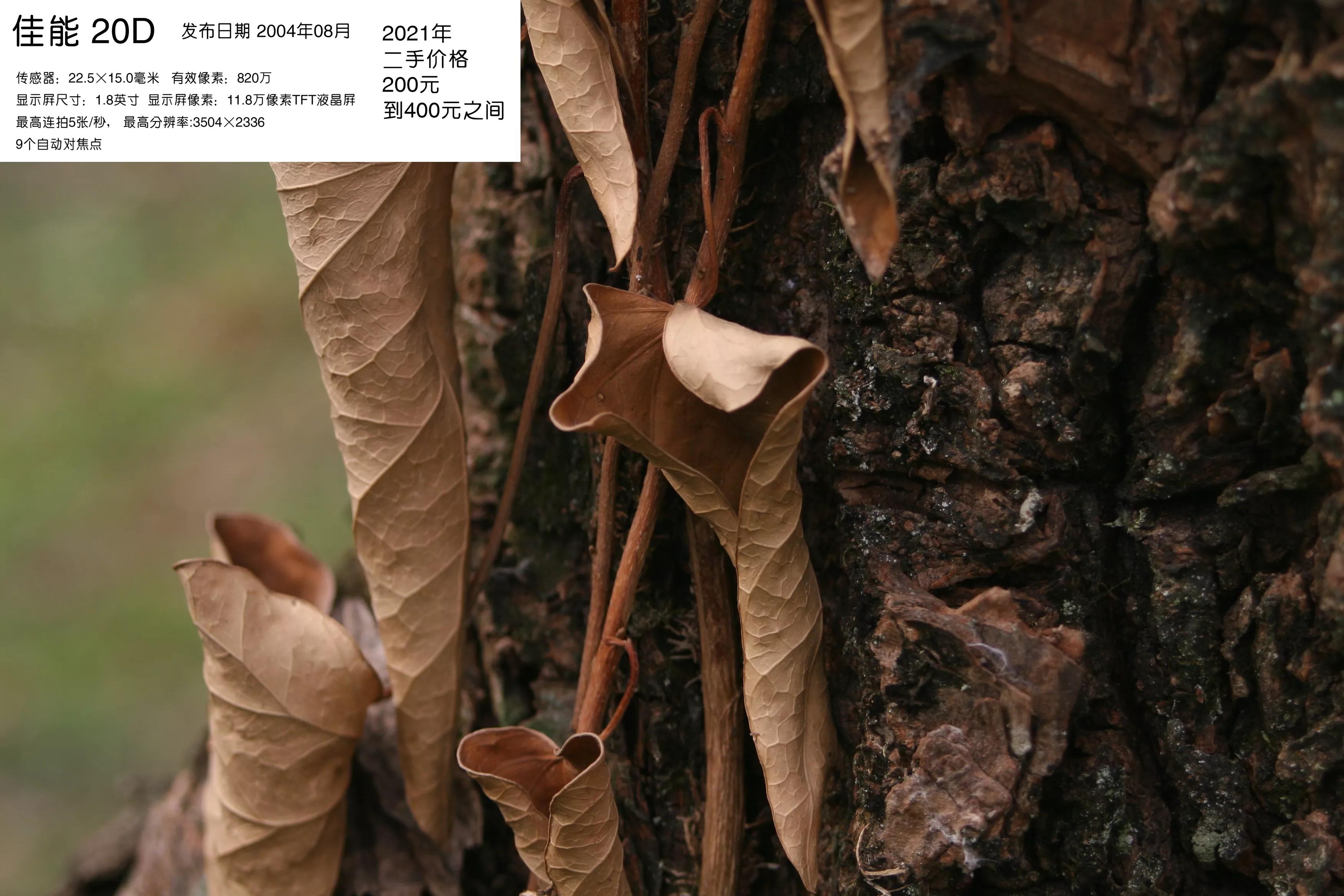 去学摄影花费2w到底值不值得,想学摄影不知道从哪里入手