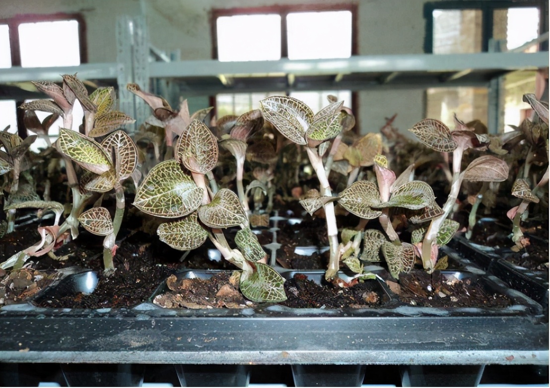 金线莲种植与技术资料书,金线莲栽培技术规程视频