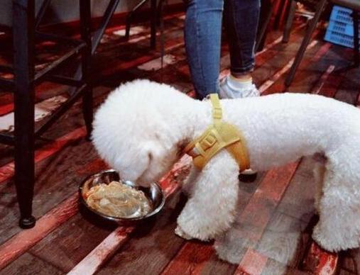 比熊犬一般可以活几年,飞耳比熊犬寿命一般多少年