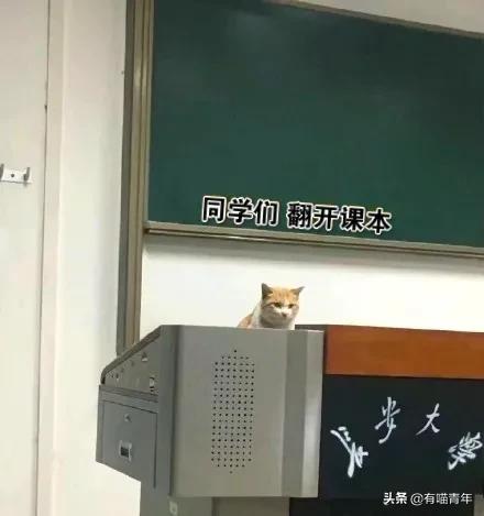 北大猫咪图鉴,中国人民大学猫咪图鉴