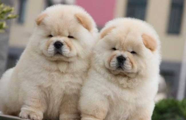 松狮犬怎么喂养好吃又简单,松狮犬8个月的喂养方法是怎样的