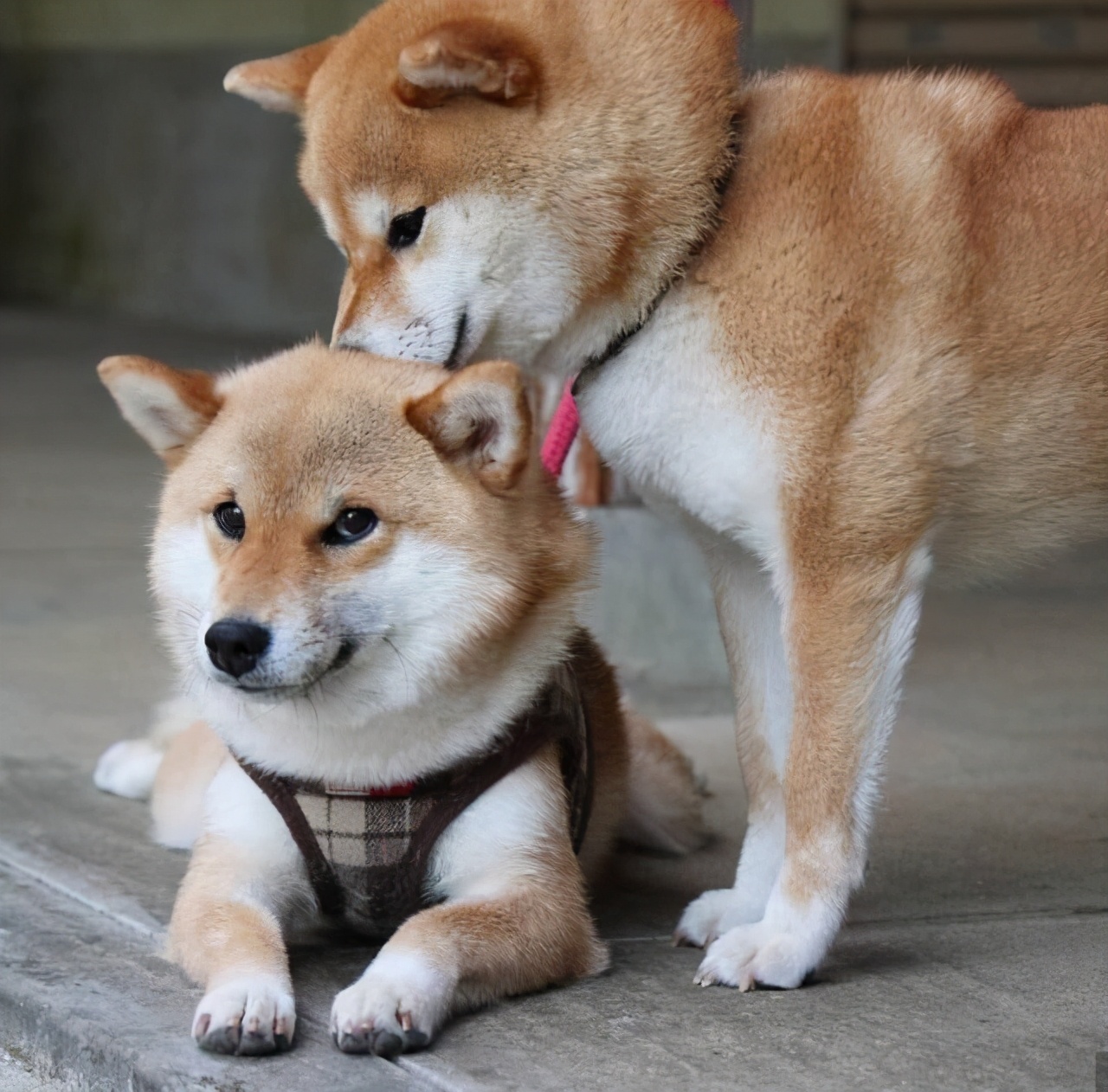 戈赞宠物,戈赞养宠物视频大全