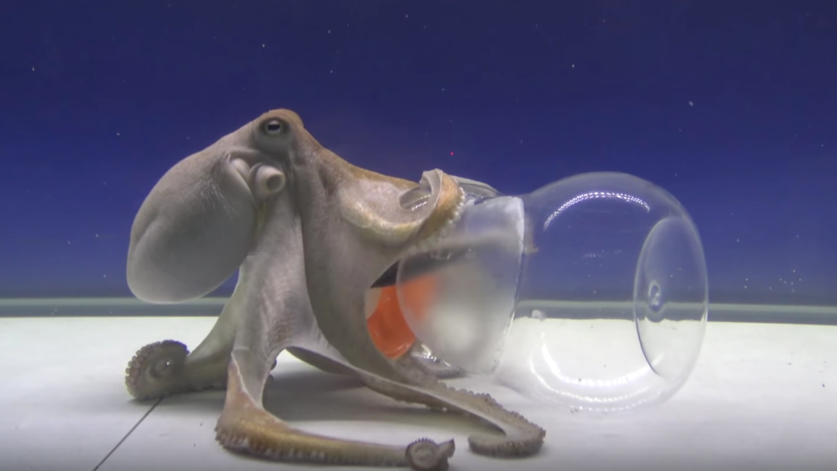 日本捕捉巨型章鱼,日本捕捉94条脚的章鱼