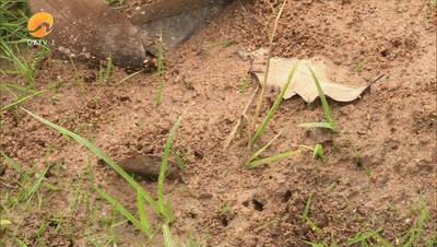 鍦ㄦ繁鍦宠鍏洯閲岀殑鏈煡铏瓙鍜簡,澶栨潵鐗╃鍏ヤ镜琚挰