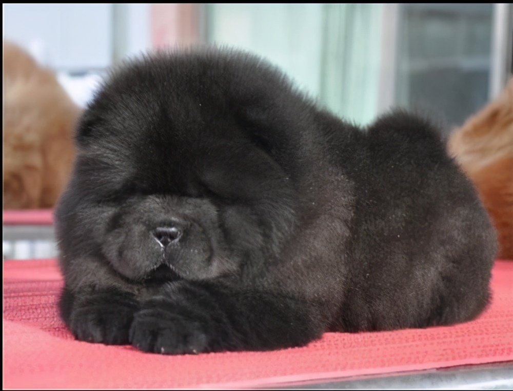 松狮跟藏獒有什么区别,松狮和藏獒像不像