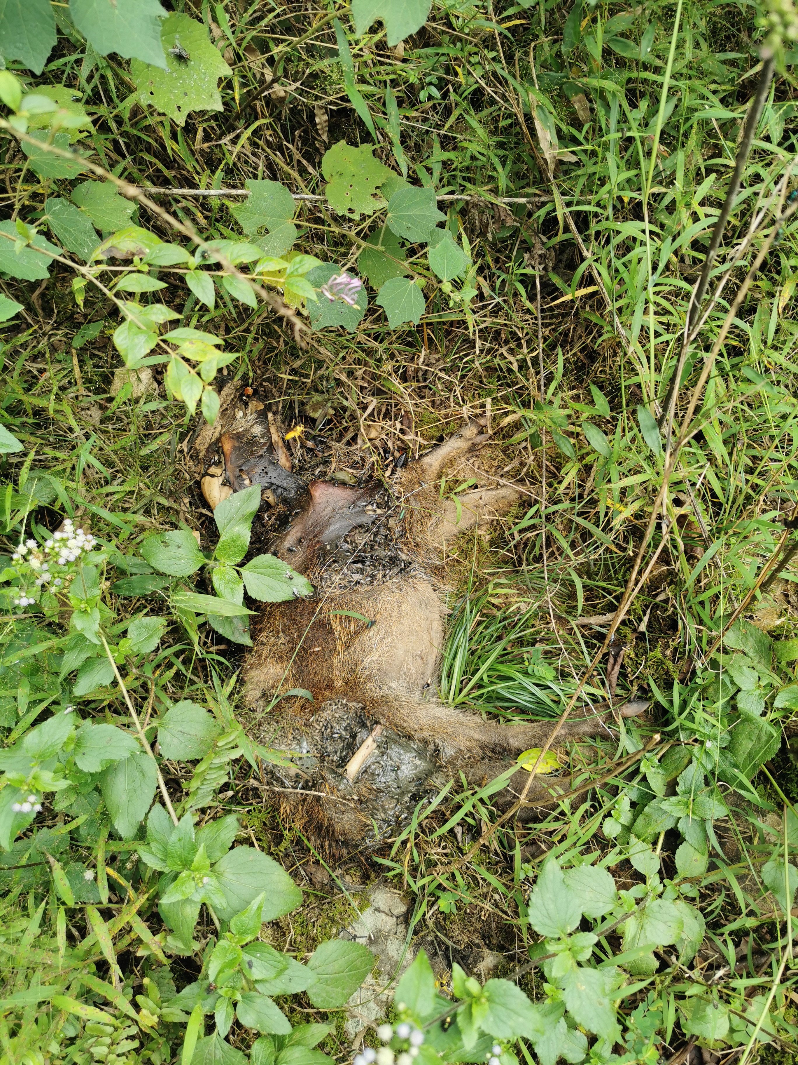 福州周边古道行之：三十六弯—恩顶—竹园岭，偶遇大野猪夹子