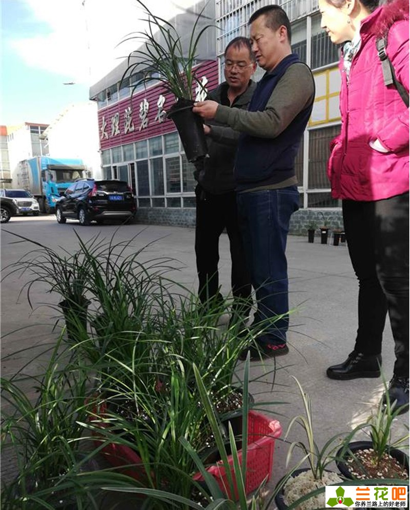 兰花买卖视频,云南兰花最新交易价格