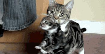 新手养猫解读猫咪8种迷惑行为,养猫一定要牢记七不要对猫咪有益