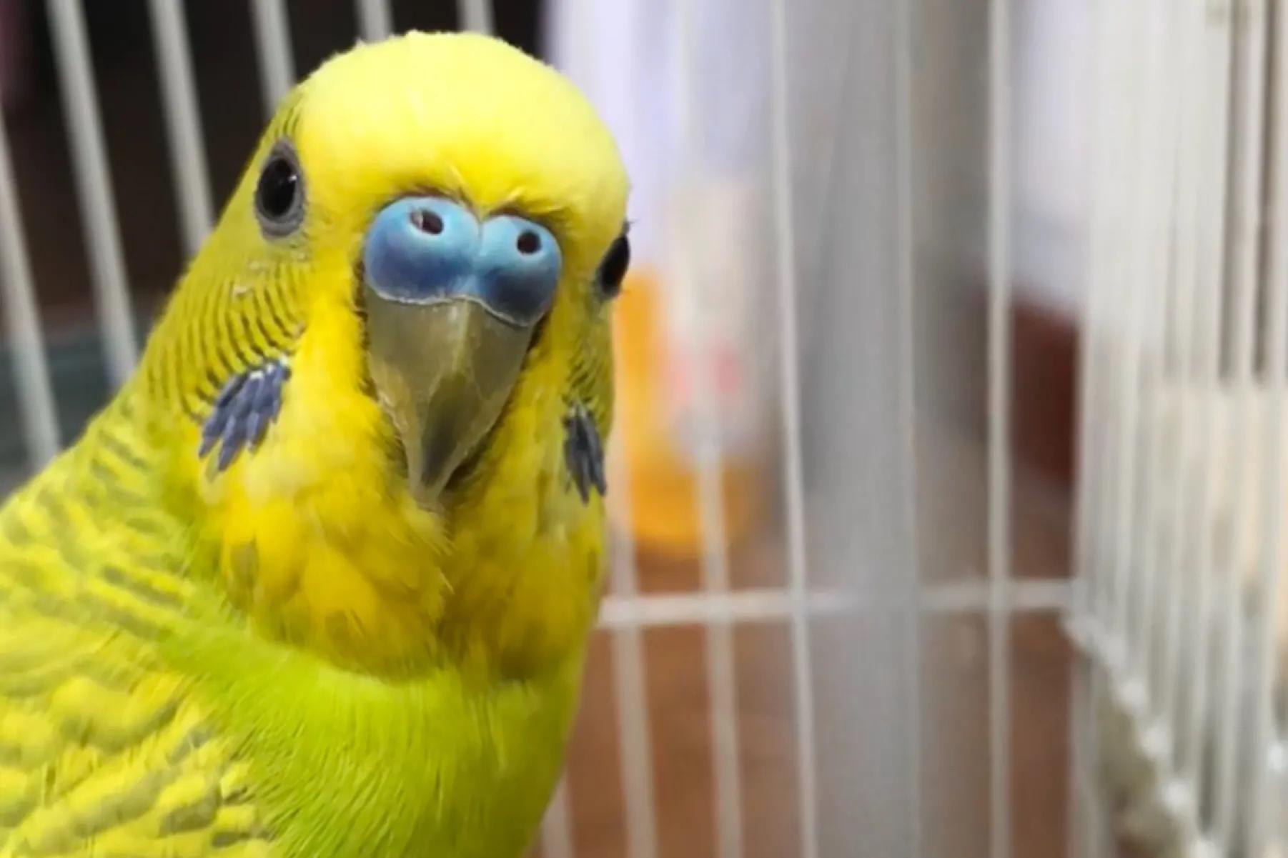 养鹦鹉便便怎么处理,养宠分享鹦鹉拉稀不吃东西怎么办