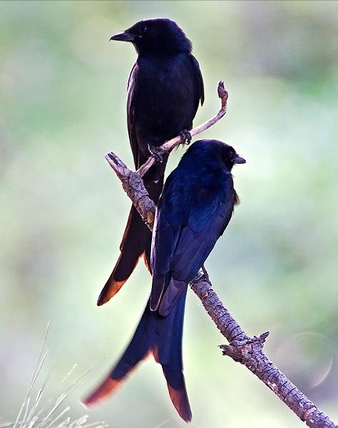 广东常见鸟类图谱和名称图文,东江揽胜鸟类