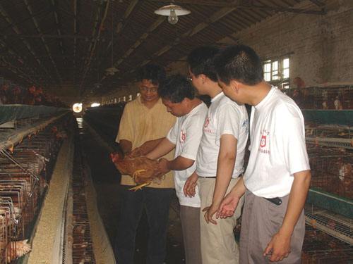 为什么冬天养鸡容易生病,养鸡的时候鸡生病了怎么办