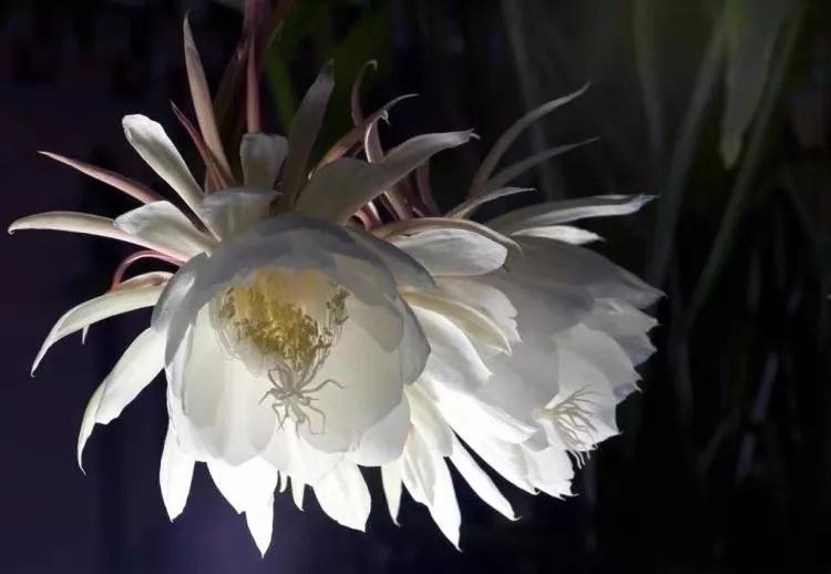 这六种花寓意吉祥好养易活,公认最吉利的4种花