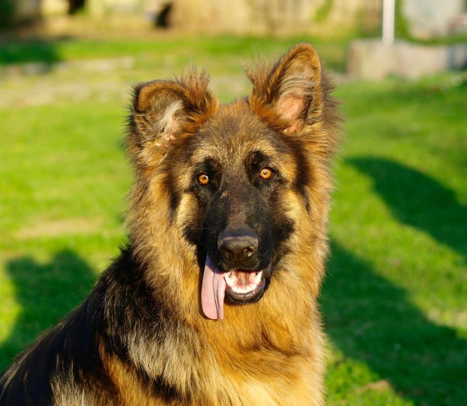 预防秋季疾病常识100条,千万不要忽视宠物身上这五种病症