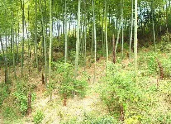 武穴又到挖野菜的时候了,江边好多人都在挖野菜,你吃了吗?