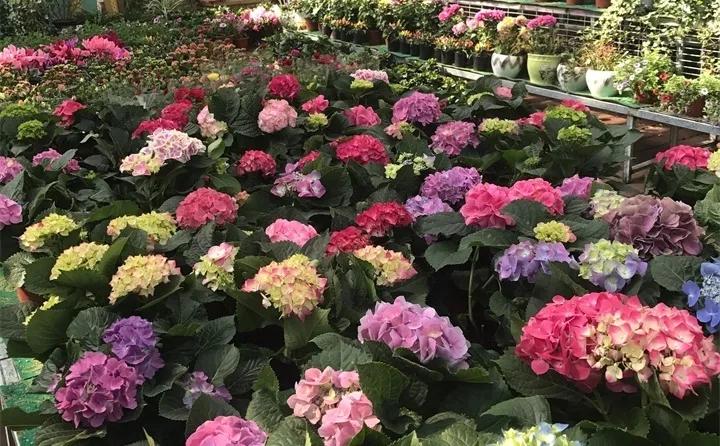 刚买的花，发蔫落苞加黄叶！为什么呢？多半是放错了位置