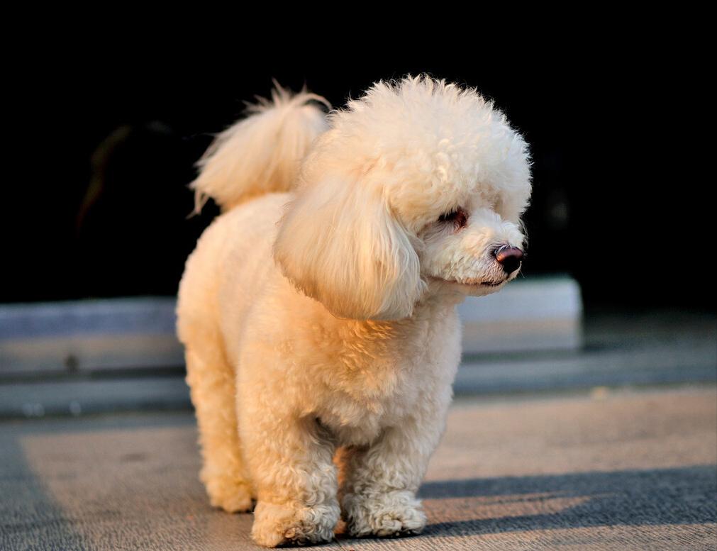 泰迪价格差距大的原因分析,泰迪为什么要从小养