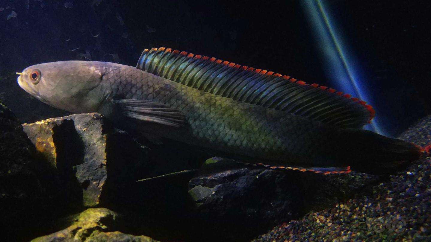 冬天不加温不打氧冻不死的观赏鱼,养不死的观赏鱼图片及名称价格表