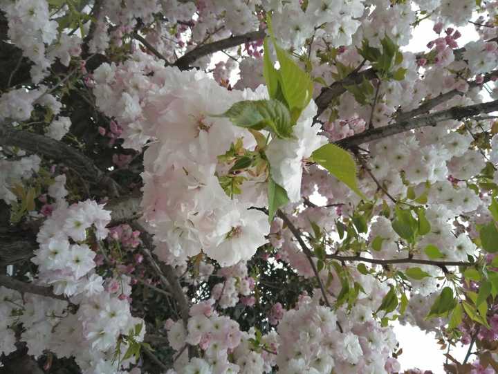 樱花芬兰芳四溢,倩倩咏咏那抹红