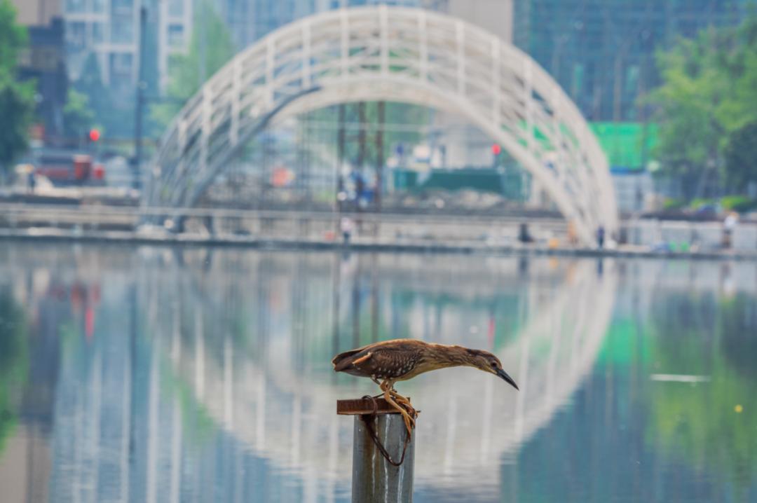 珍稀鸟类现身成都,在双流春游看花