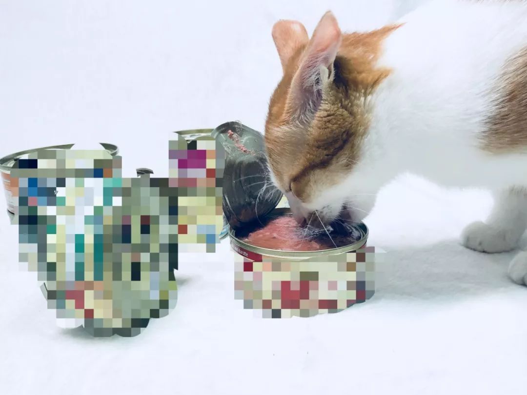 宠物食品发展特征及问题分析,宠物食品需要具备哪些要求