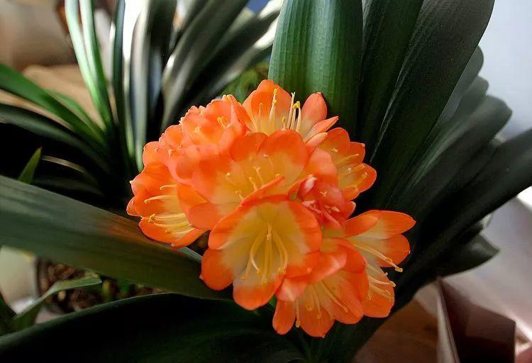 君子兰花盆里长黑色长毛,盆栽君子兰底下长小芽怎么回事