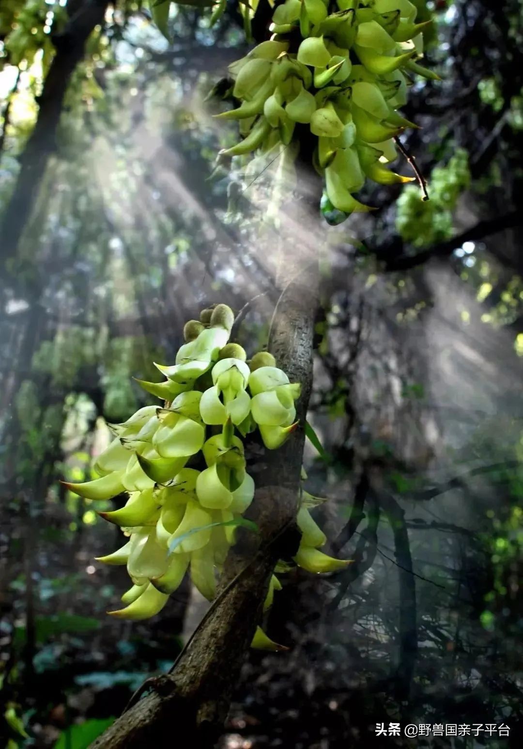春天的花真的很美丽让人向往,春天的花也太美了