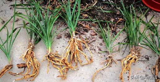 每日一品栏目,每日一品七律