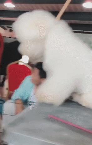 戈赞：狗狗修毛时犯困竟然被修成了这样