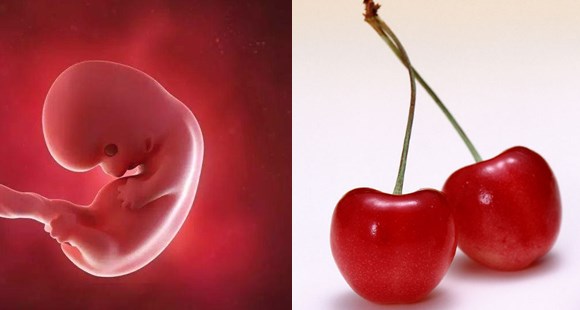 胎儿14个月的10张图片,胎儿1-40周水果对比图