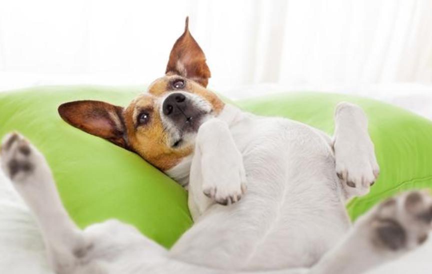 狗狗这两天摸到它就痛得叫唤,狗狗这些部位脏一点反而更健康