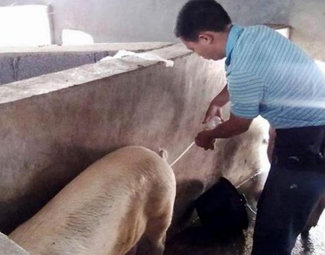 母猪配种后流白色液体是什么原因？怎样辨别母猪子宫发炎？