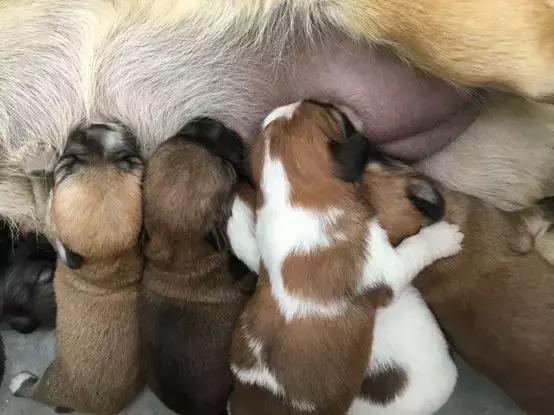 「论坛」小区里面的25个养狗的人，开会讨论zezeze